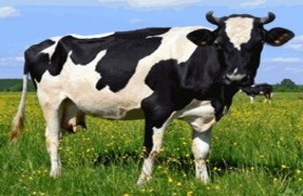 Cattle