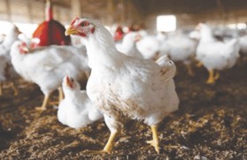 Poultry